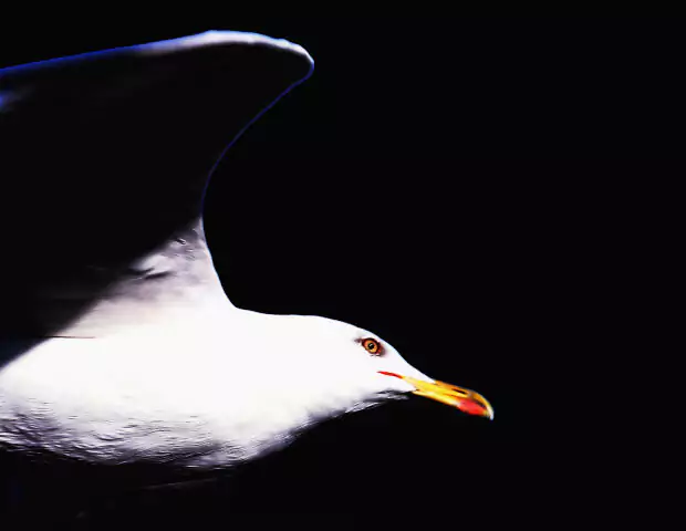 jonathan-dokler-wint-in-the-world-series-of-poker-circuit-2021-caesars-atlantic-city-525-$-hoofdtoernooi